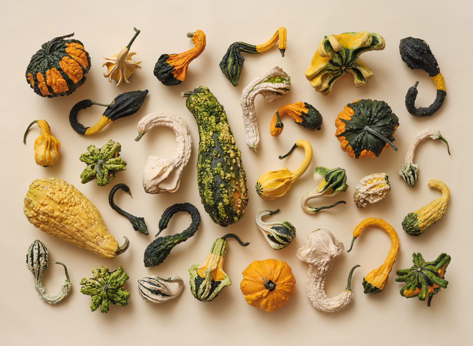 collection of gourds photographed on a tan background