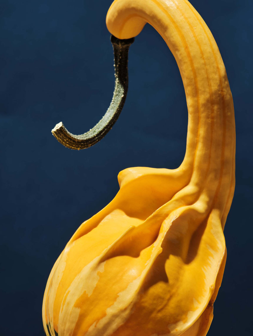 dramatic photo of a yellow gourd on a navy blue background