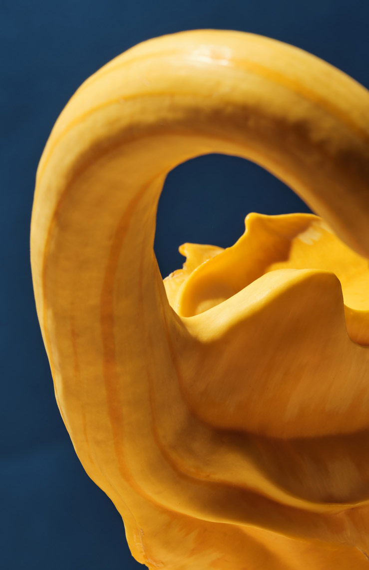 yellow gourd on navy blue background