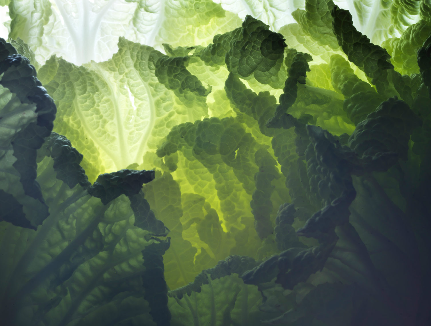 cause up image of a savoy cabbage