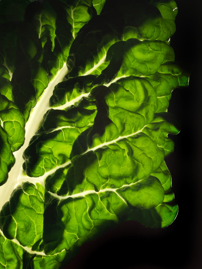 closeup rainbow chard image on a black background