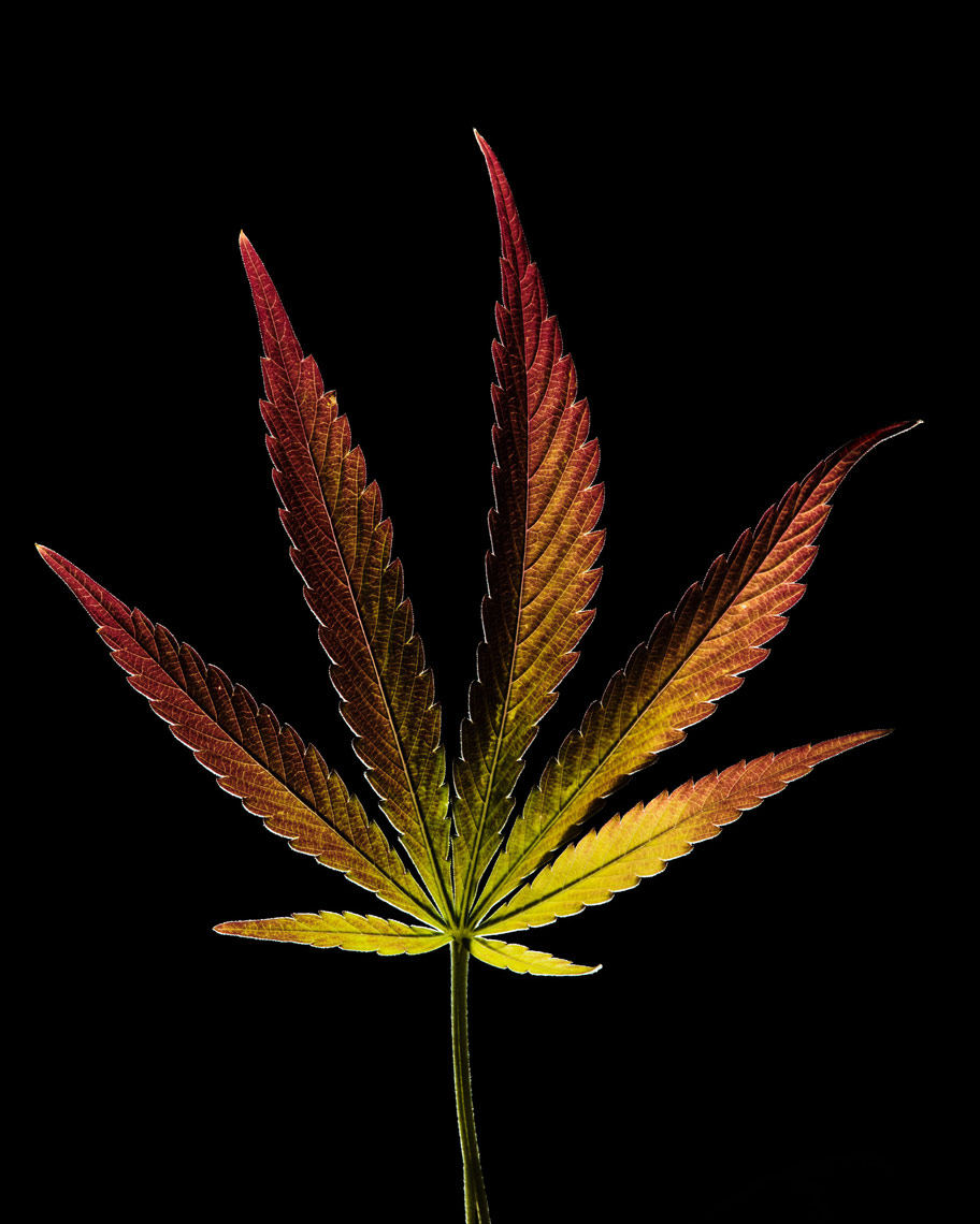 cannabis-sativa-single-leaf