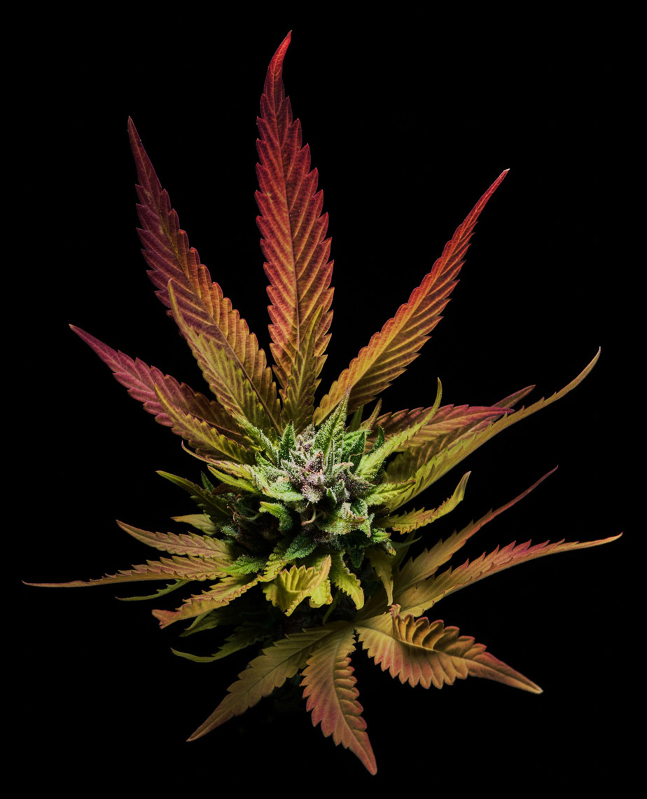cannabis-sativa-flowering-plant