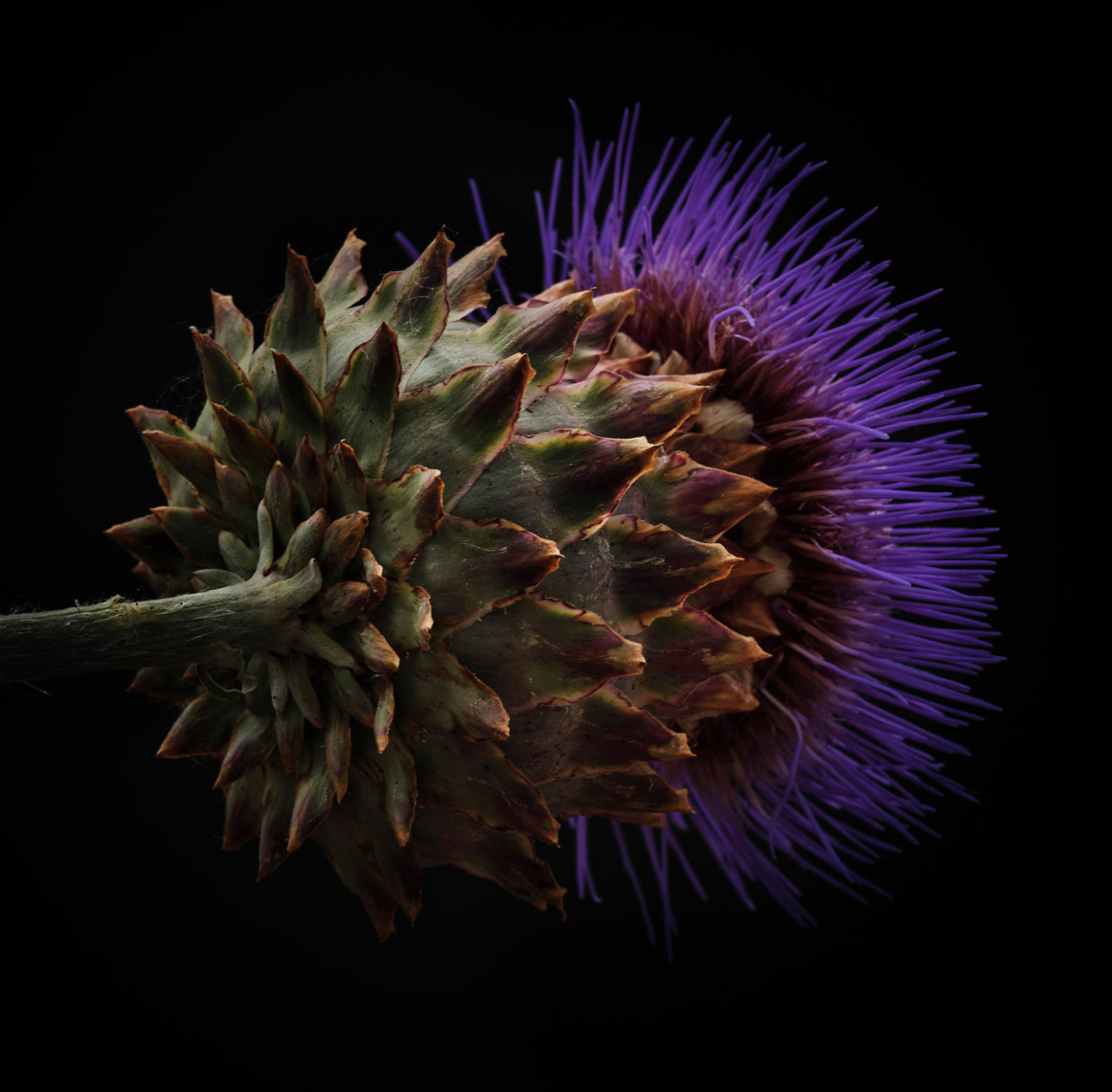 artichoke-blossom-with-purple-flower