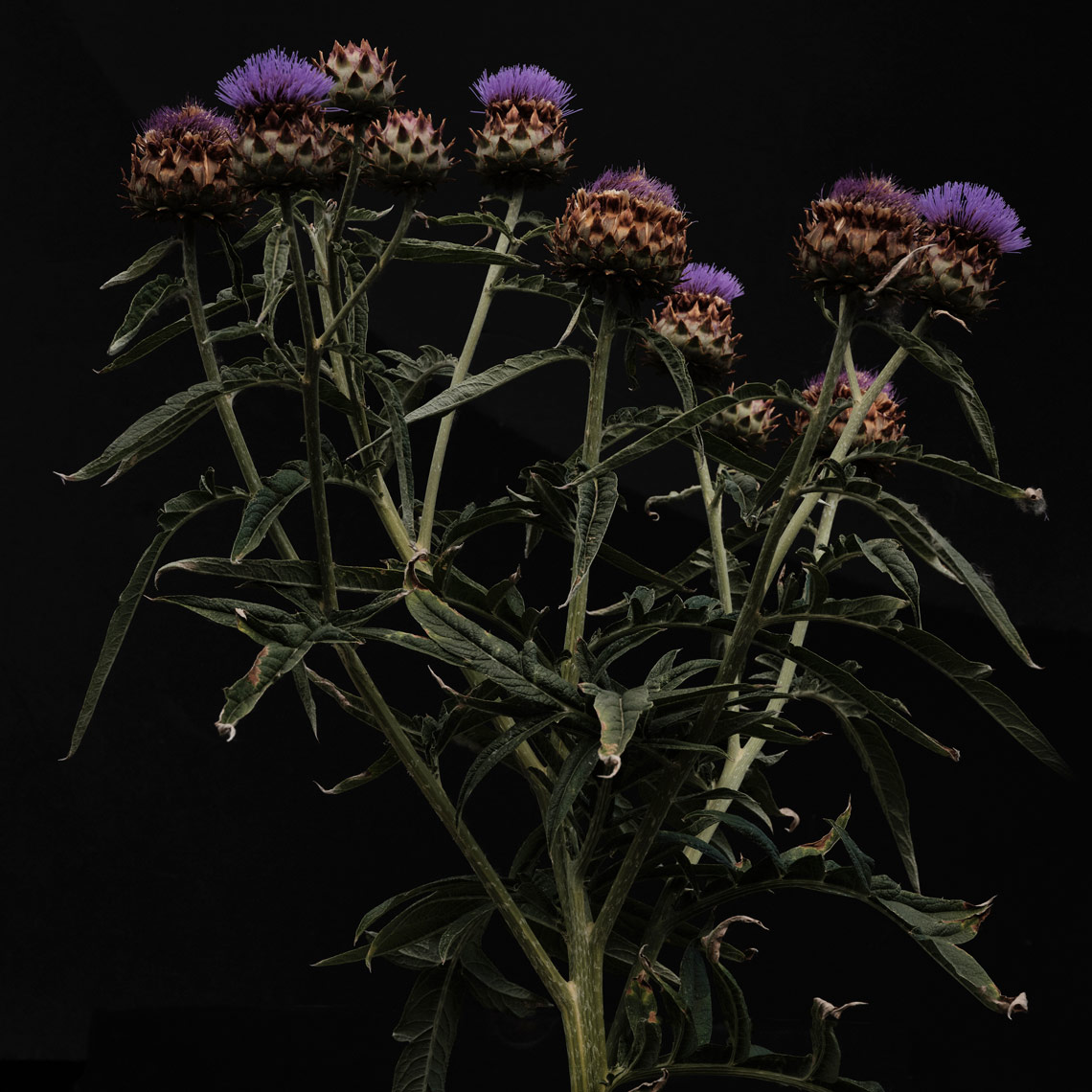 artichoke-plant-on-black