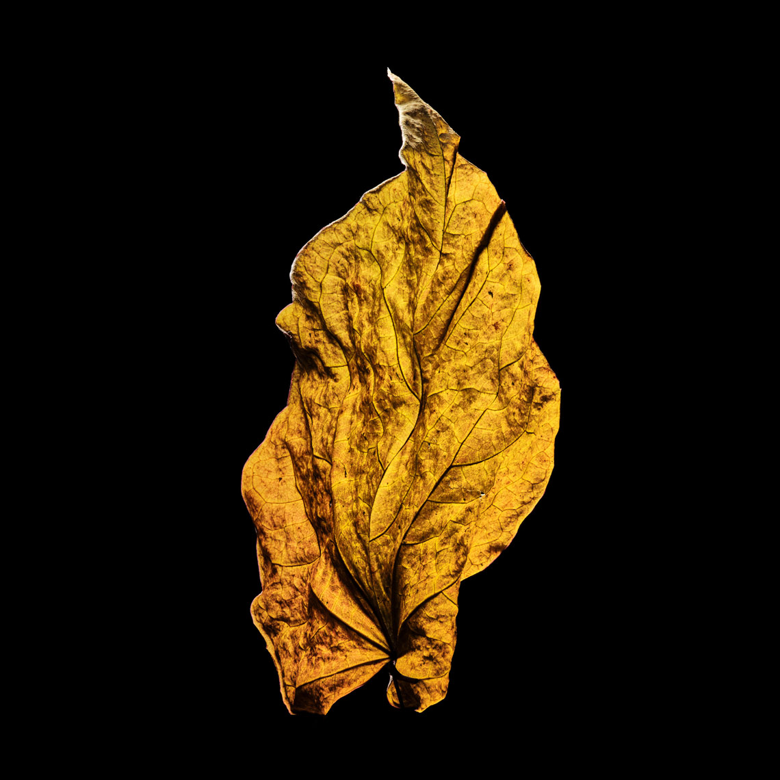 crumpled-yellow-fall-leaf
