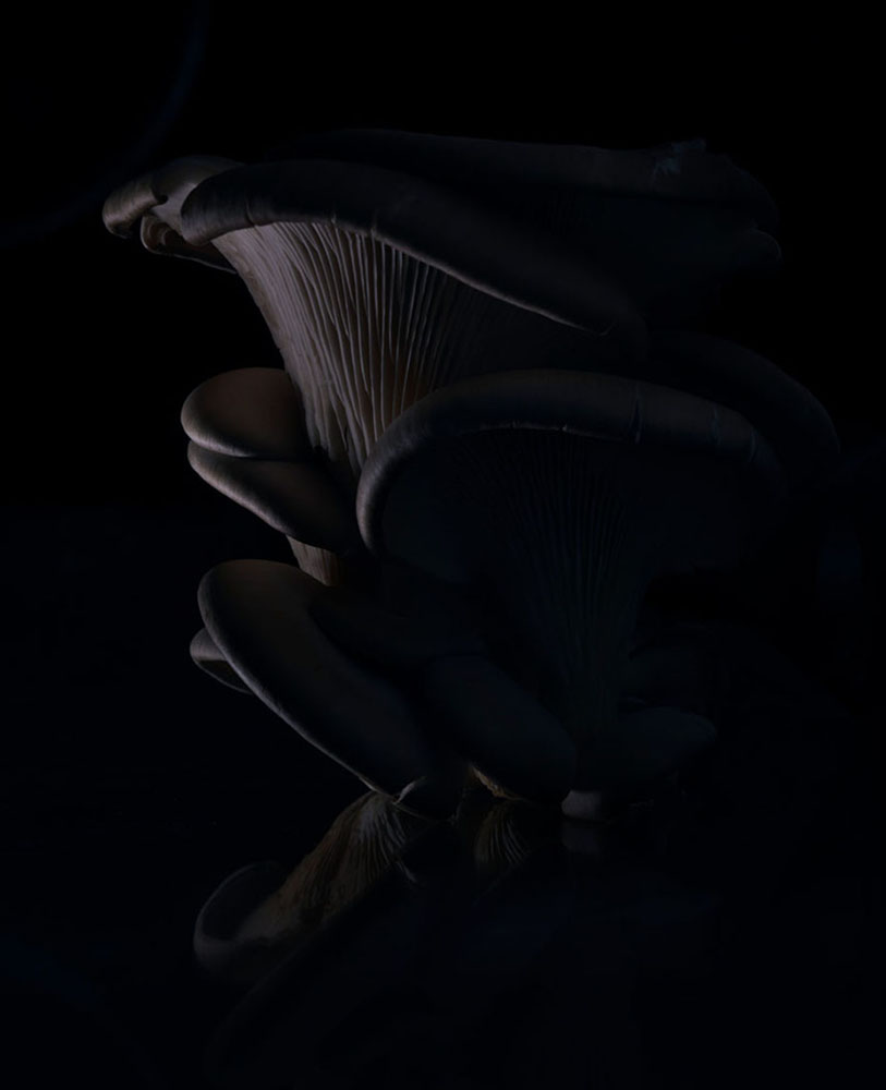 dark mushroom photo