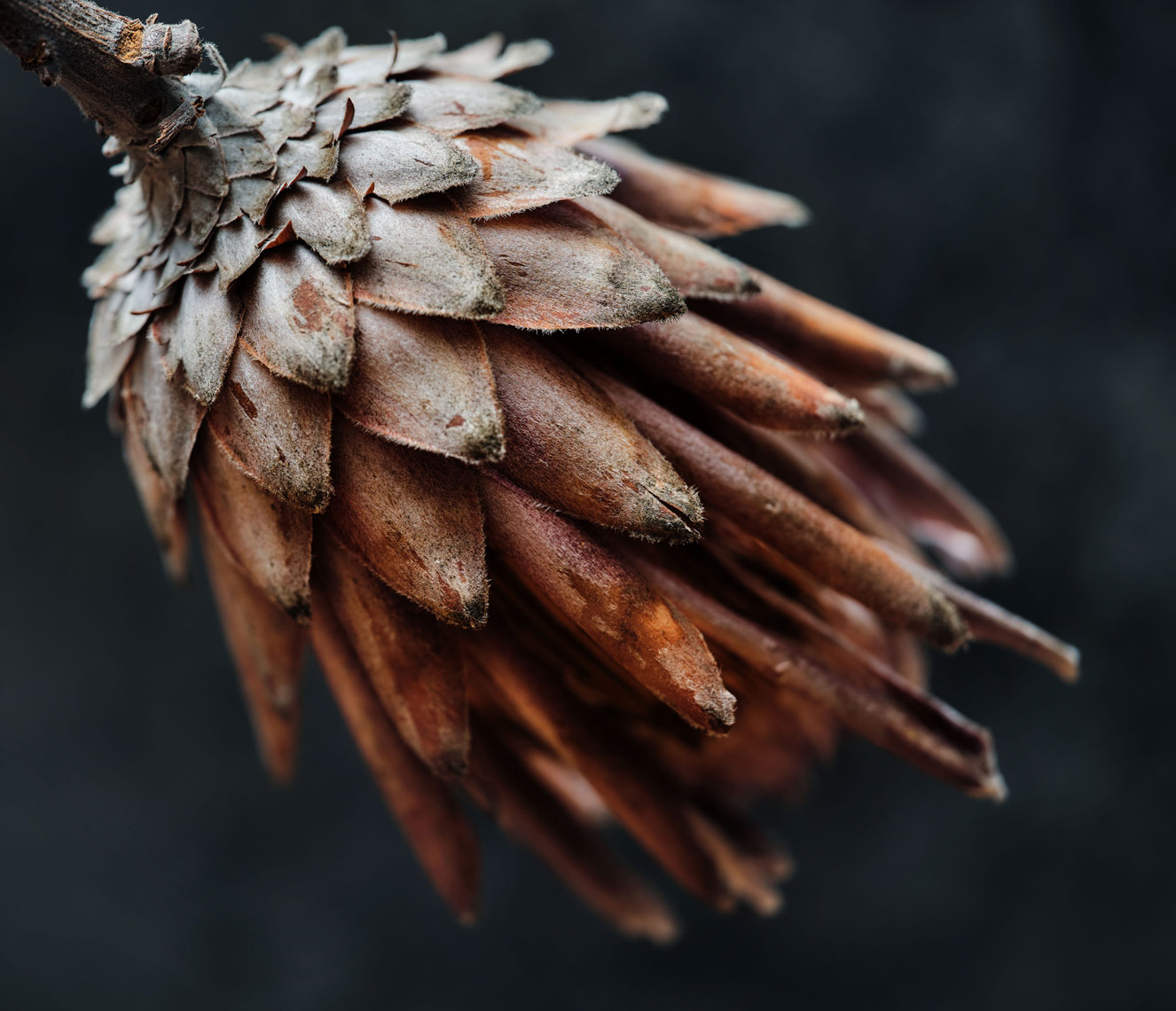 dried-protea-side-view