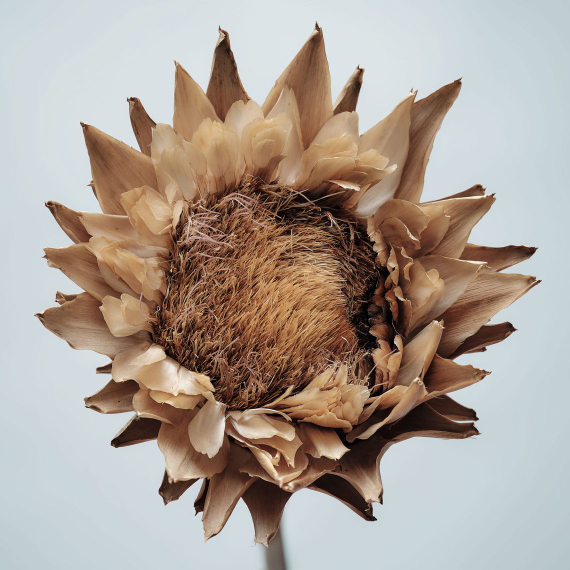dried-sunflower-on-blue-background