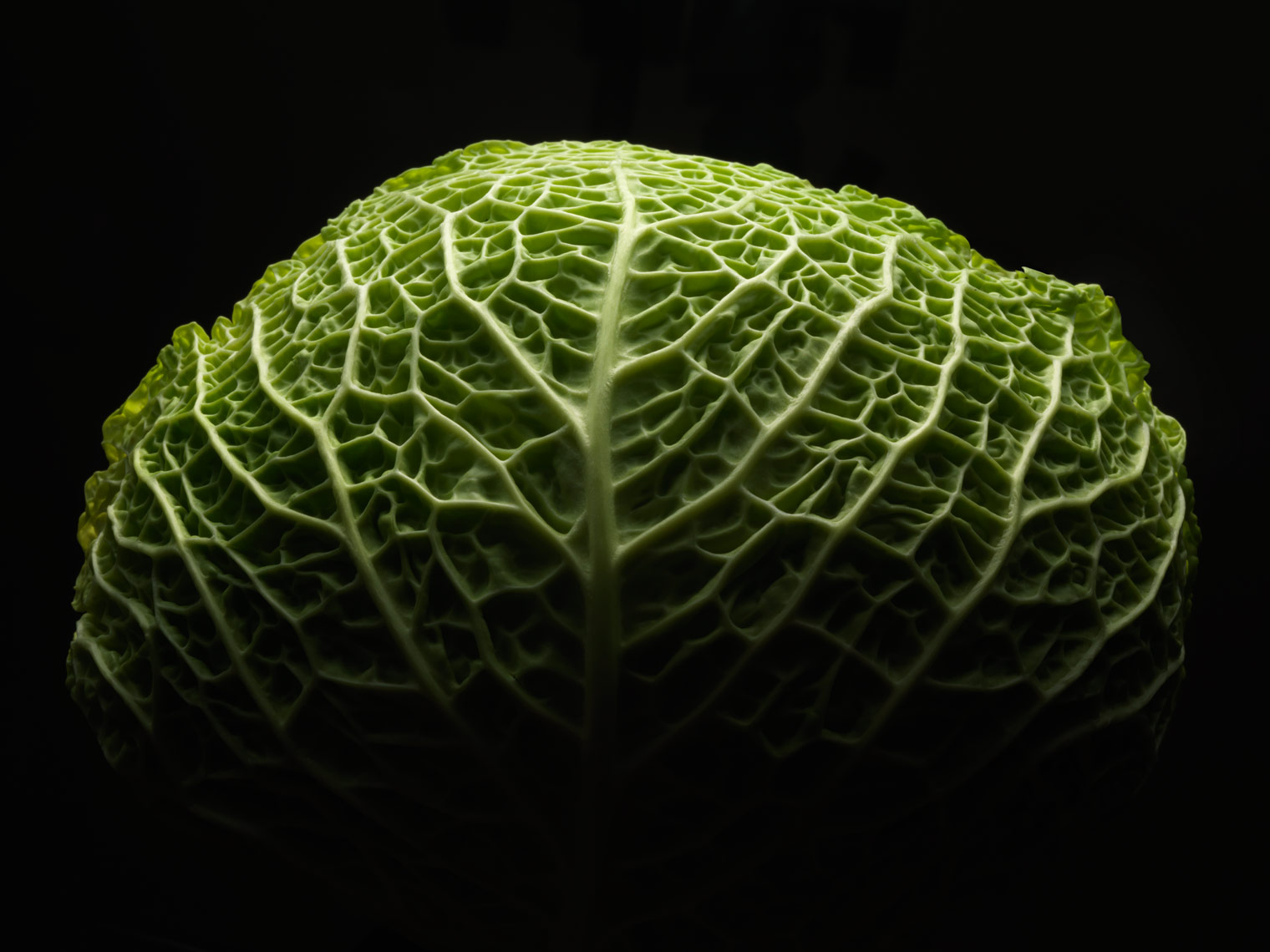 head of green cabbage that looks like a brain with dramatic lighting