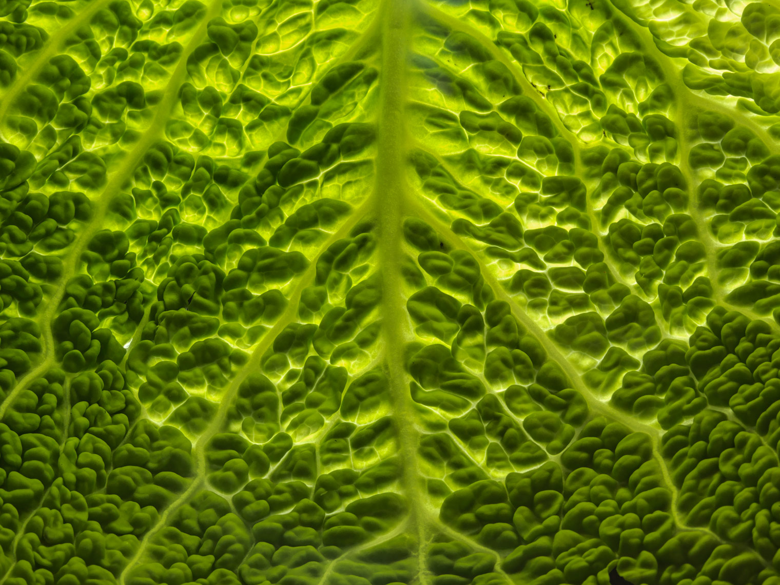 macro image of backlit leaf of green cabbage