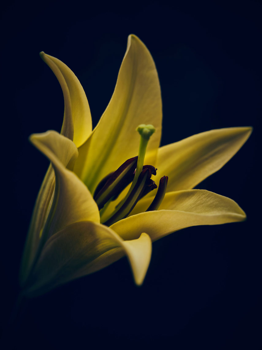 inside-lily-blossom-yellow