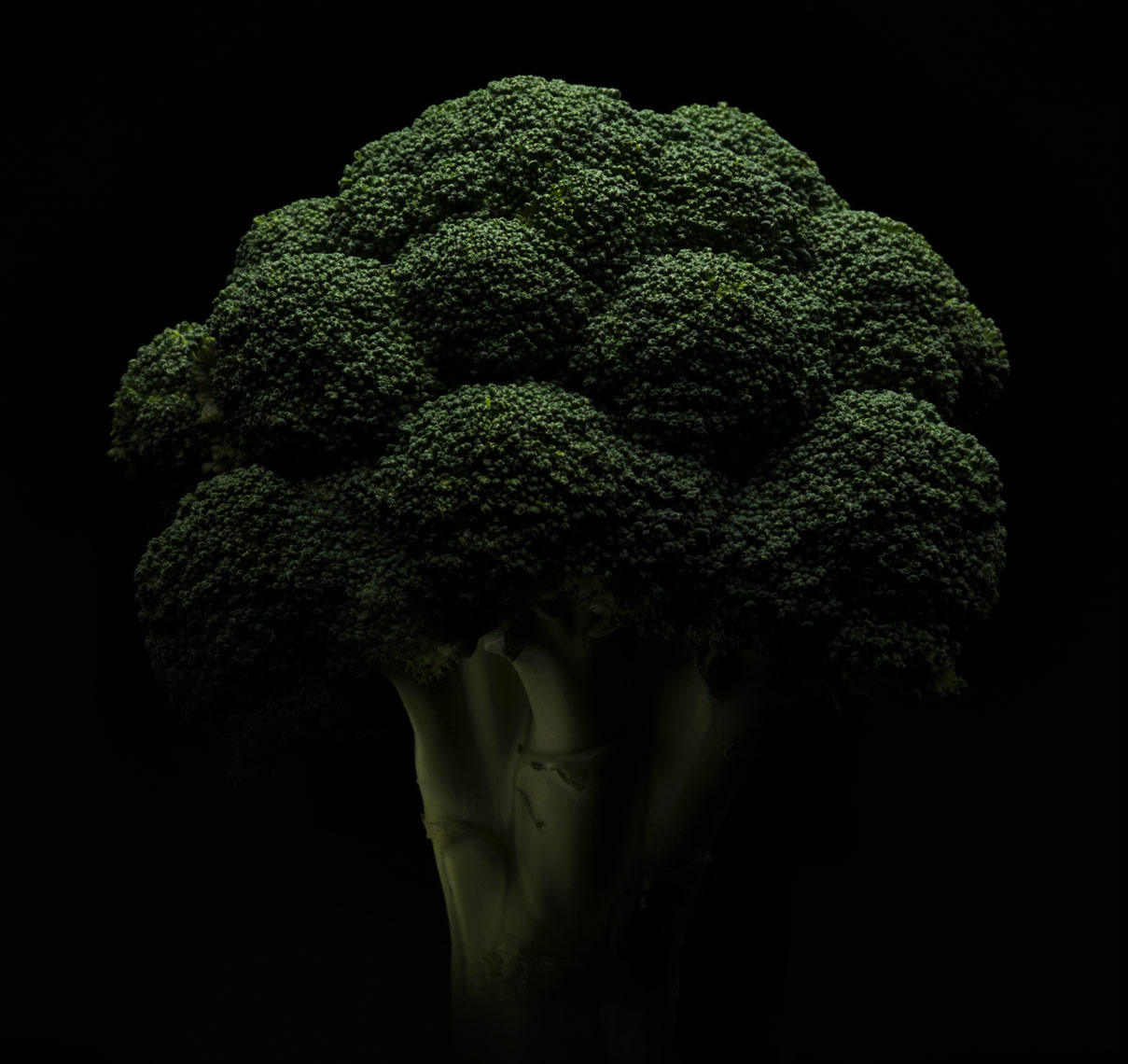 dramatic stalk of broccoli on a black background