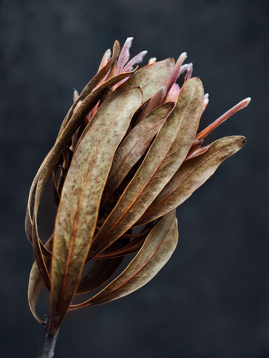 protea-blossom-on-mottled-background-jimgolden
