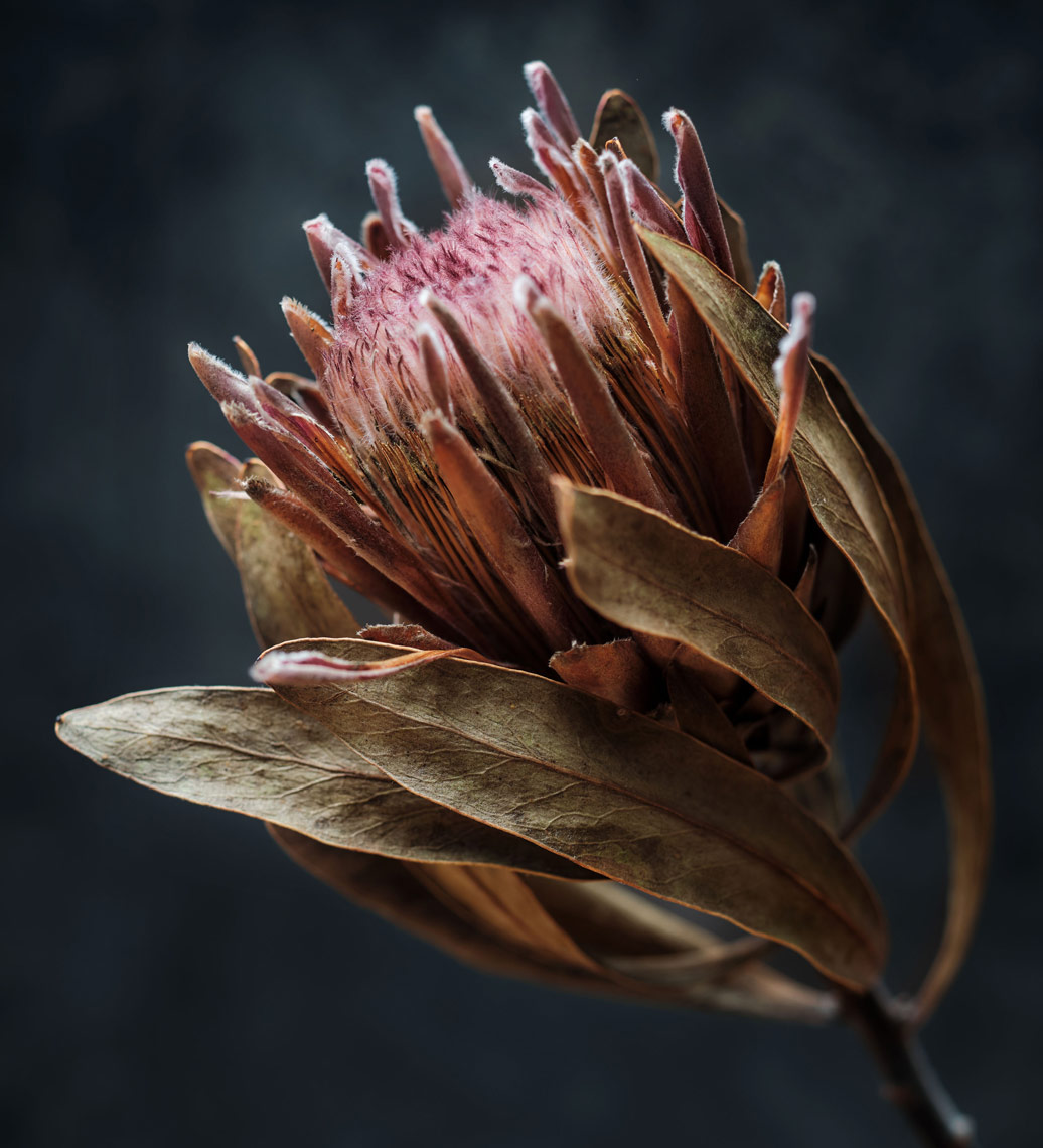 protea-blossom-on-mottled-background