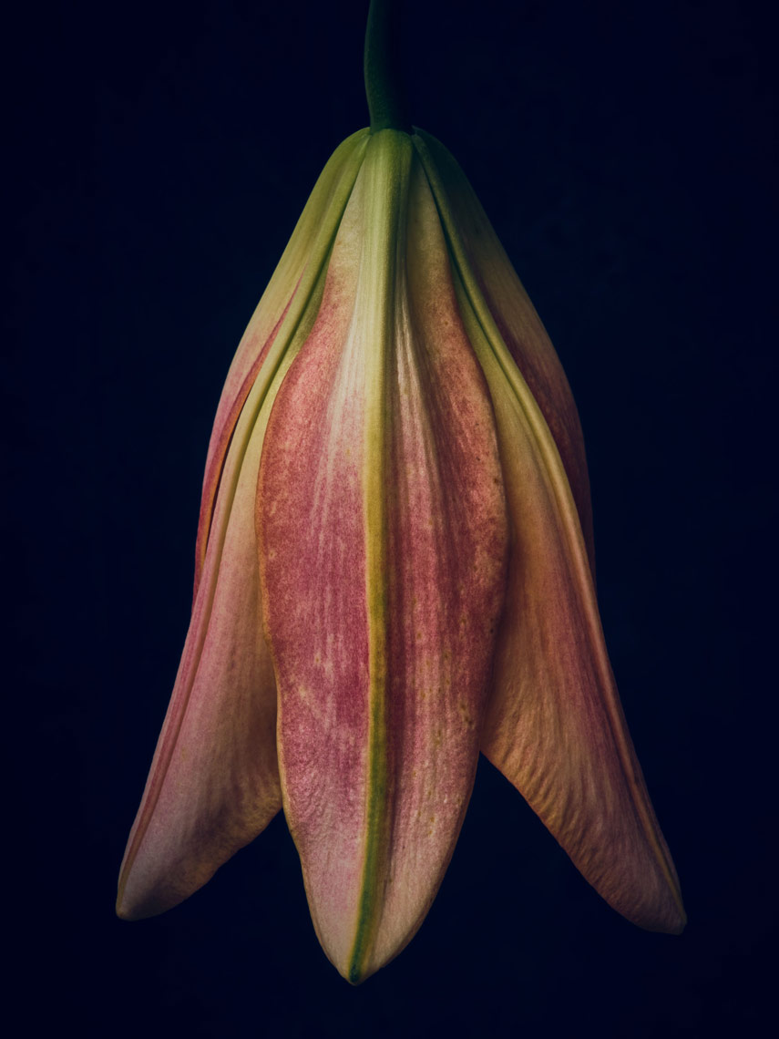 red-lily-drooping-black-background