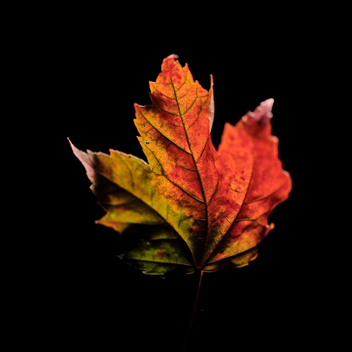 red-yellow-green-maple-leaf-turning-fall