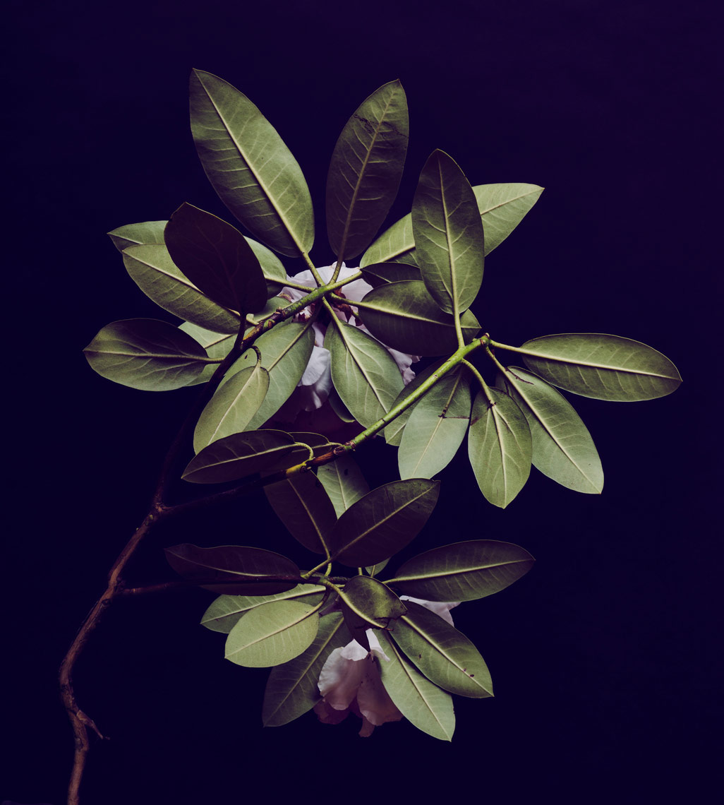 rhodedendron-branch-back-on-black