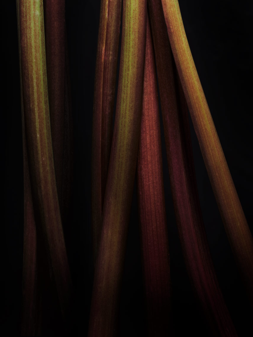 moody photo of rhubarb stalks on black