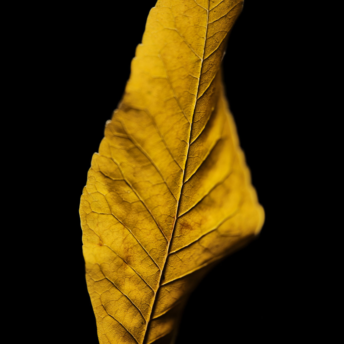 thin-yellow-leaf-fall