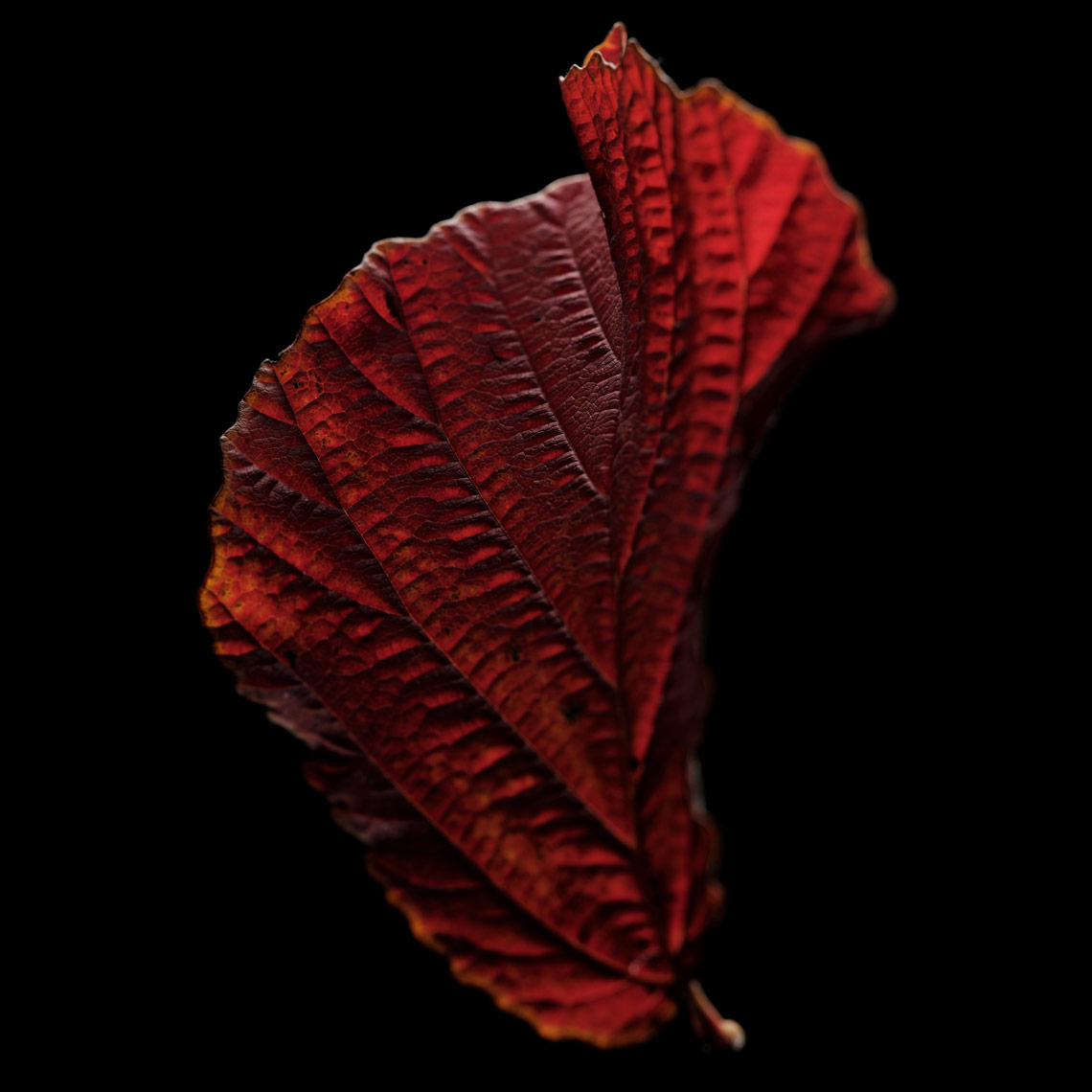 twisted-red-leaf